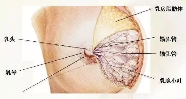 為什么會(huì)出現(xiàn)乳汁瘀積？