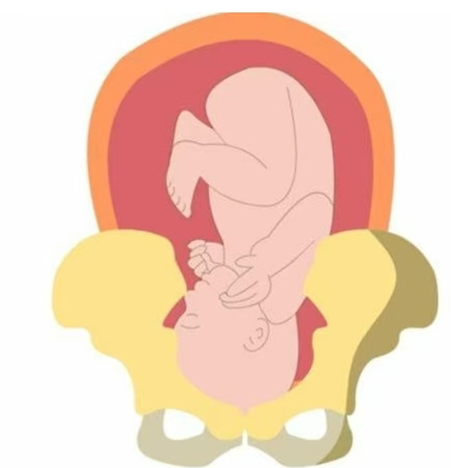 卸貨倒計(jì)時(shí)：一文讀懂“胎兒入盆”與“開(kāi)宮口